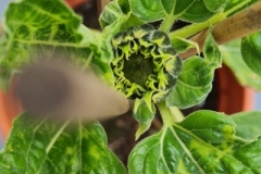 008