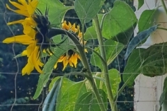 BlumenInga